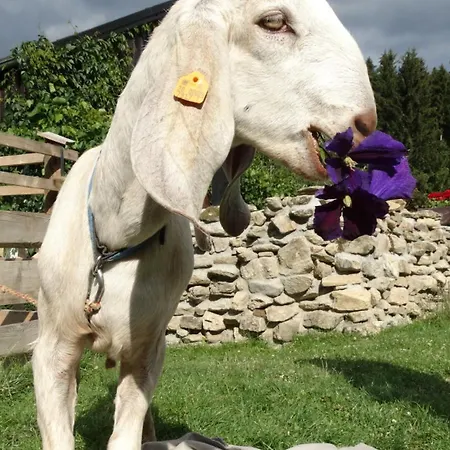 Przyjacielowka Ekstra -miejsce Ciszy Sienna (Klodzko)