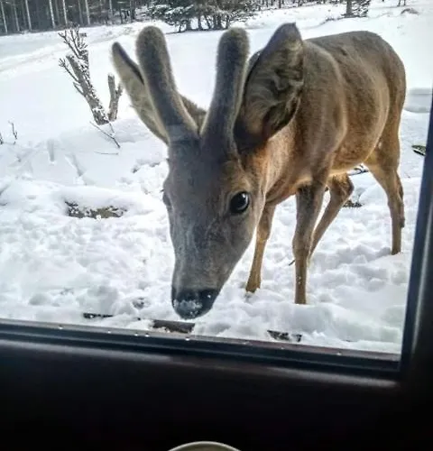 Przyjacielowka Ekstra -miejsce Ciszy Apartment Sienna (Klodzko)